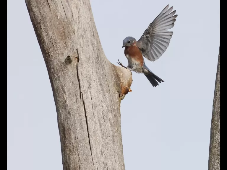 An eastern bluebird at Breakneck Hill Conservation Land in Southborough, photographed by Steve Forman.