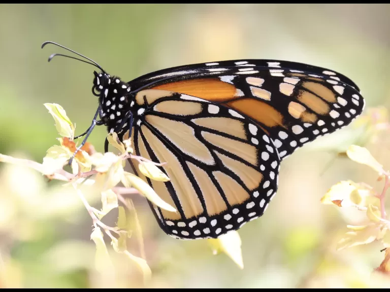 A monarch butterfly at Breakneck Hill Conservation Land in Southborough, photographed by Steve Forman.