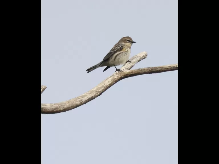 A yellow-rumped warbler at Breakneck Hill Conservation Land in Southborough, photographed by Steve Forman.
