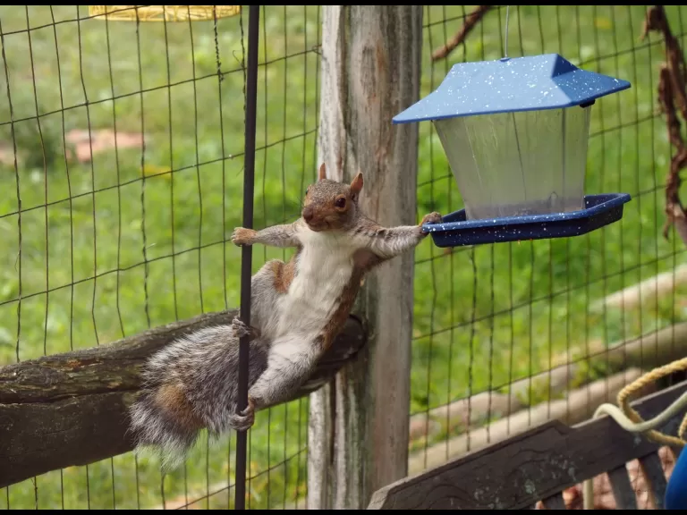 A gray squirrel in Northborough, photographed by Sandy Howard.