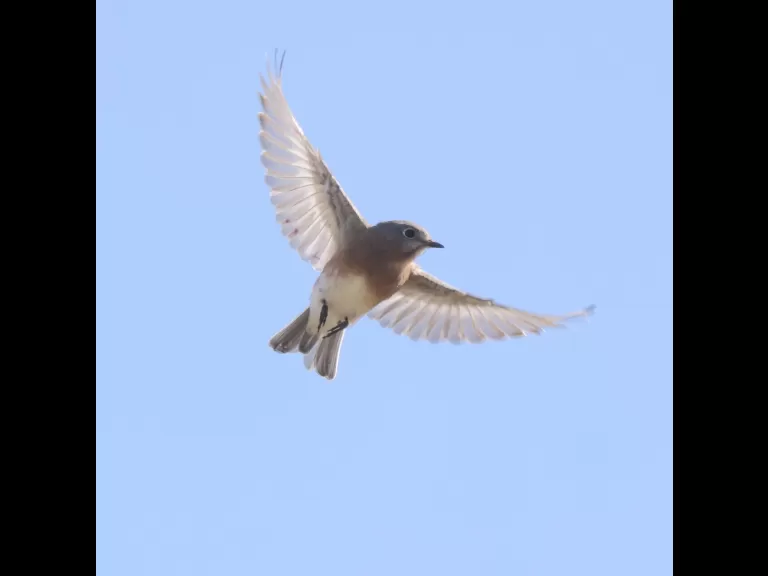 An eastern bluebird at Breakneck Hill Conservation Land in Southborough, photographed by Steve Forman.