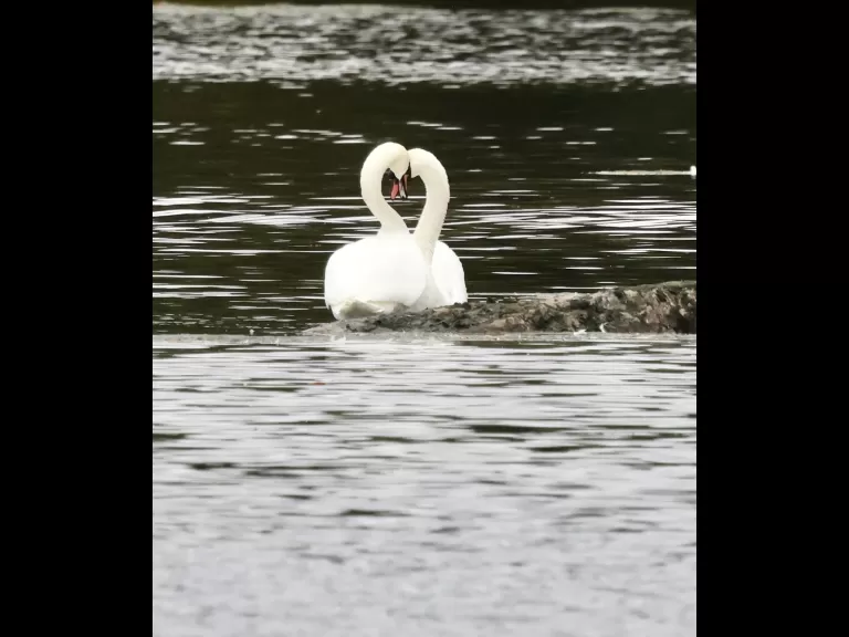 Mute swans at Hager Pond in Marlborough, photographed by Steve Forman.