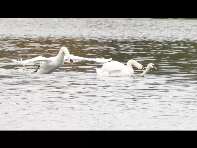 Mute swans at Hager Pond in Marlborough, photographed by Steve Forman.