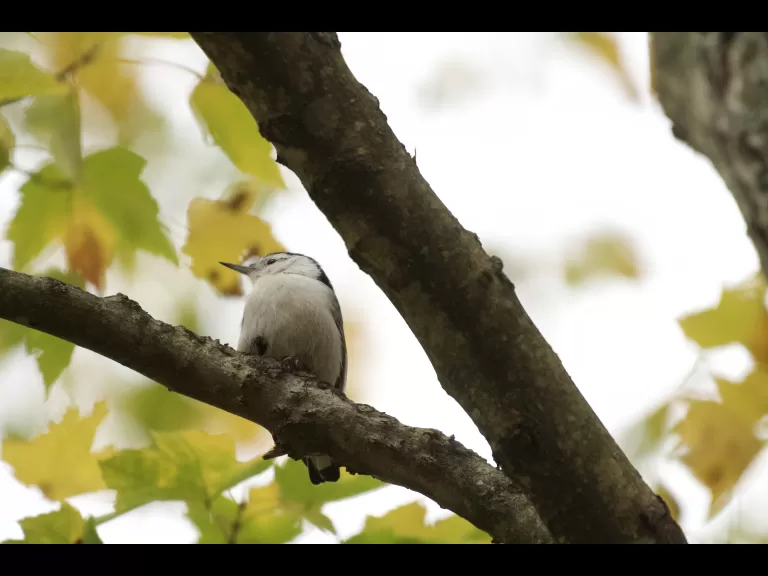 A white-breasted nuthatch at SVT's Wolbach Farm in Sudbury, photographed by Gail Sartori.
