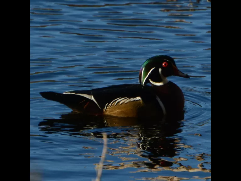 A wood duck in Lincoln, photographed by Ron McAdow.