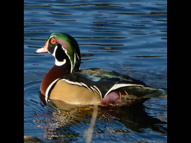 A wood duck in Lincoln, photographed by Ron McAdow.