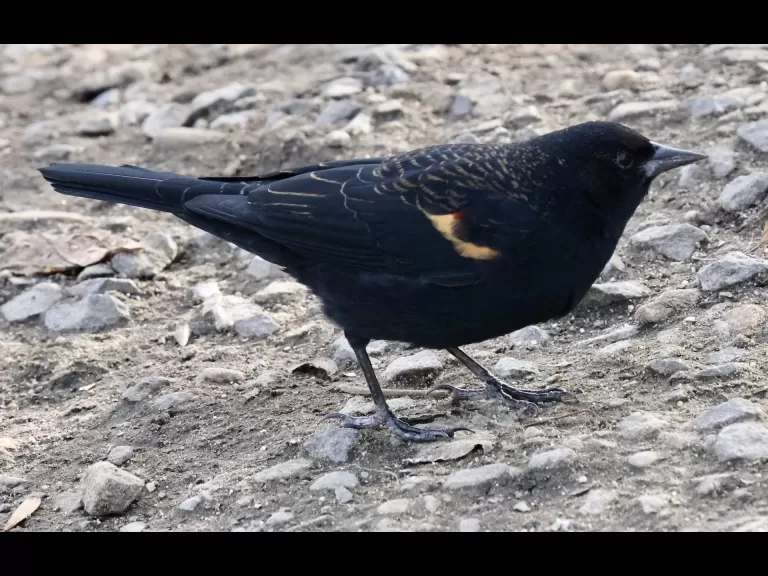 A red-winged blackbird at Hager Pond in Marlborough, photographed by Steve Forman.