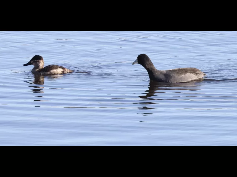 A ruddy duck (left) and American coot (right) on the Sudbury Reservoir in Southborough, photographed by Steve Forman.