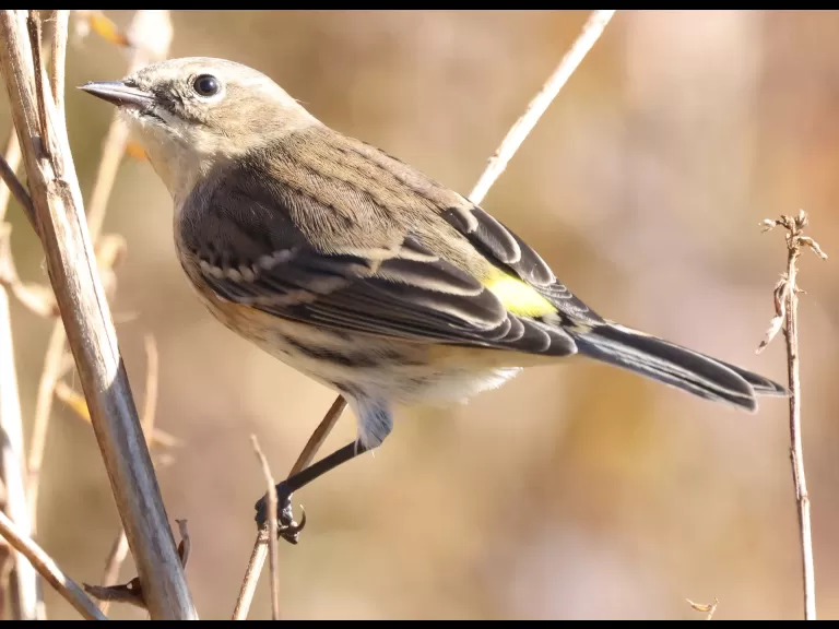 A yellow-rumped warbler at Breakneck Hill Conservation Land in Southborough, photographed by Steve Forman.