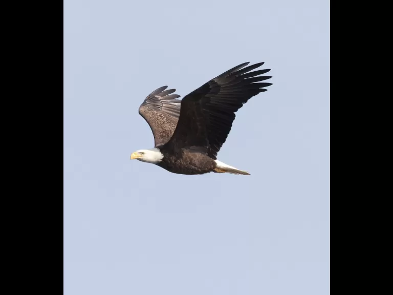 A bald eagle at the Sudbury Reservoir in Southborough, photographed by Steve Forman.