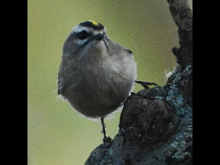 A golden-crowned kinglet in Lincoln, photographed by Ron McAdow.