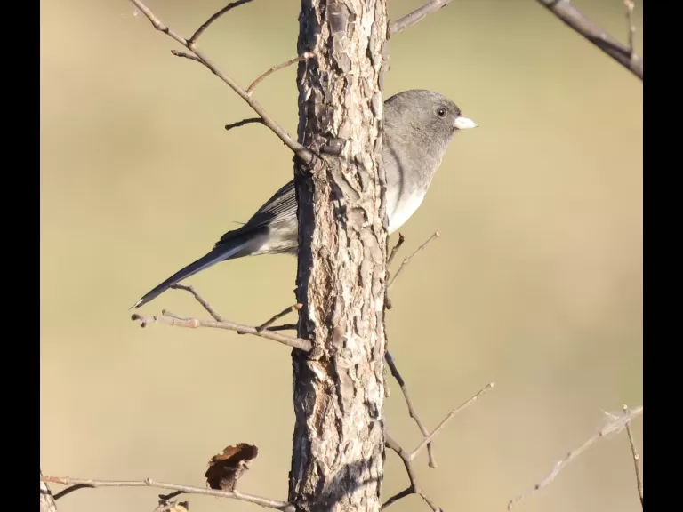 A dark-eyed junco at Breakneck Hill Conservation Land in Southborough, photographed by Steve Forman.
