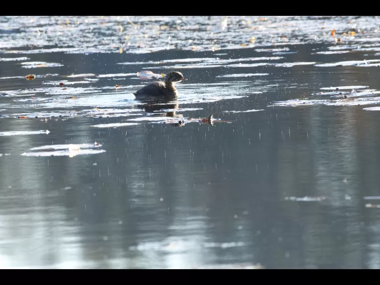 A pied-billed grebe on Dudley Pond in Wayland, photographed by Gail Sartori.