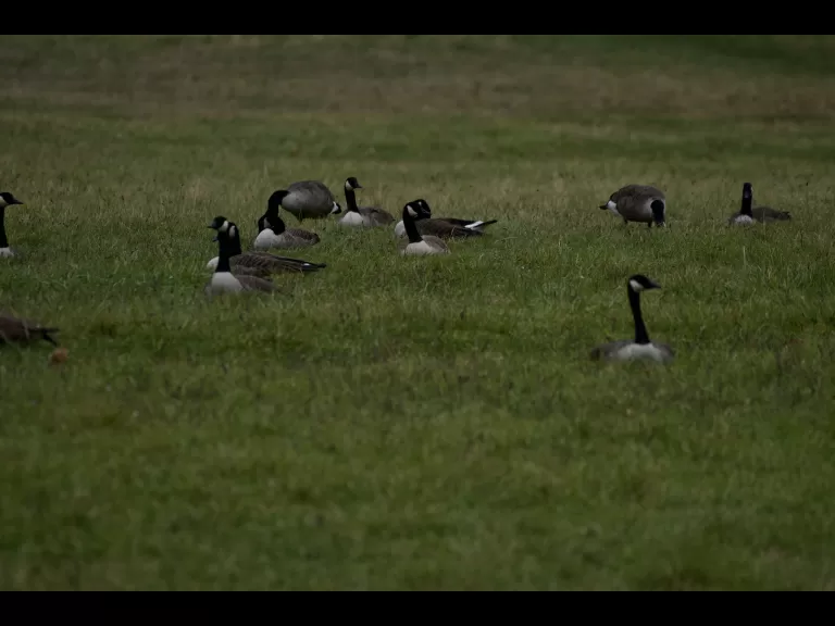 Canada geese in the fields adjacent to Hazel Brook Conservation Area in Wayland, photographed by Gail Sartori.