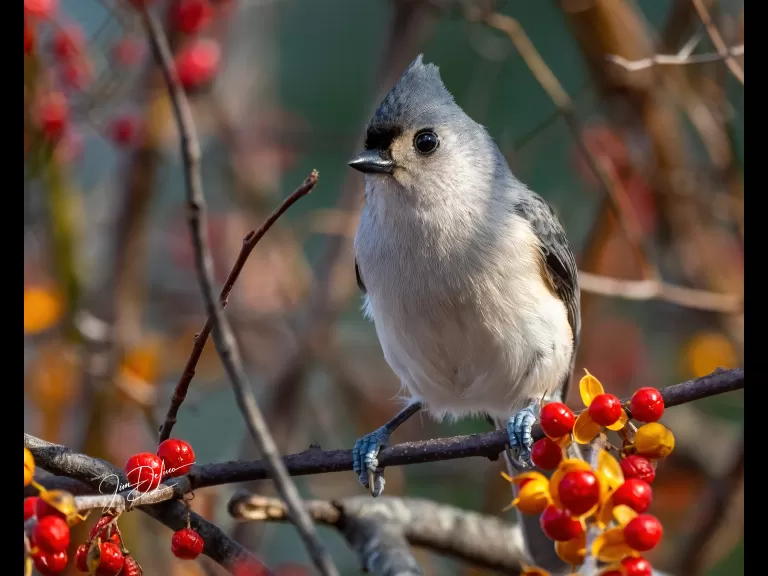 A tufted titmouse at Bruce's Pond in Hudson, photographed by Jim DeLuco.