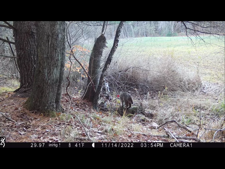 A bobcat in Stow, photographed with an automatically triggered wildlife camera by Steve Cumming.