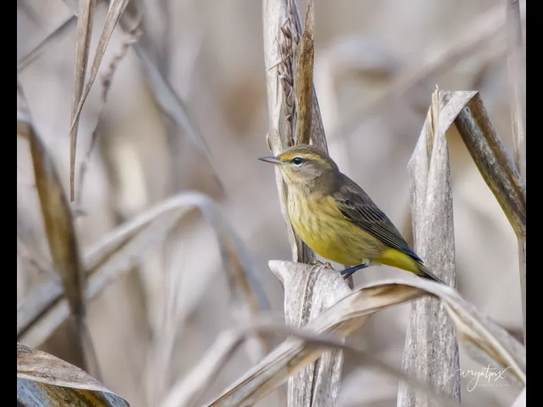 A palm warbler at Lake Chauncy in Westborough, photographed by Nancy Wright.