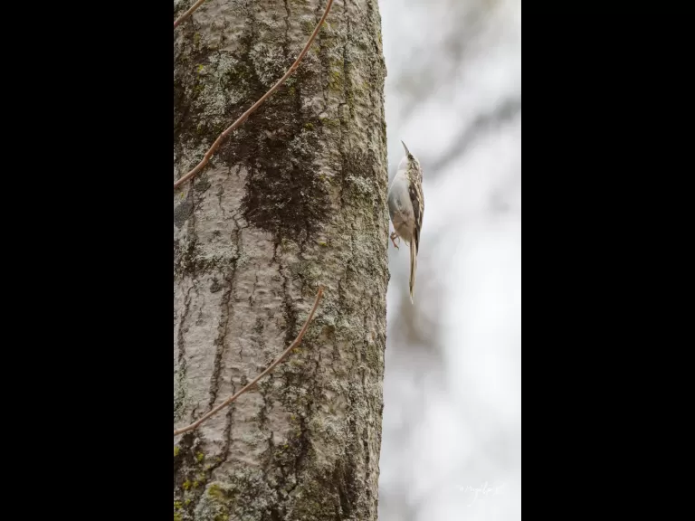 A brown creeper at MacCallum Wildlife Management Area in Westborough, photographed by Nancy Wright.