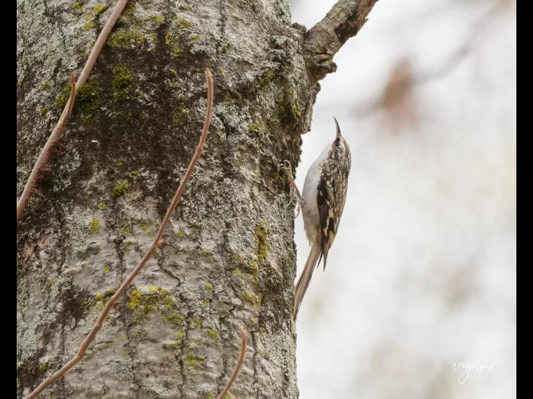 A brown creeper at MacCallum Wildlife Management Area in Westborough, photographed by Nancy Wright.