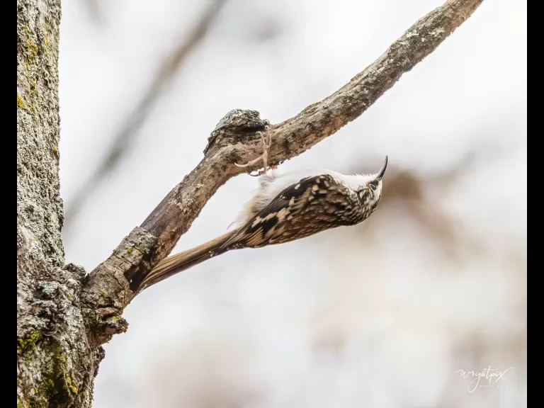 A brown creeper at MacCallum Wildlife Management Area in Westborough, photographed by Nancy Wright.
