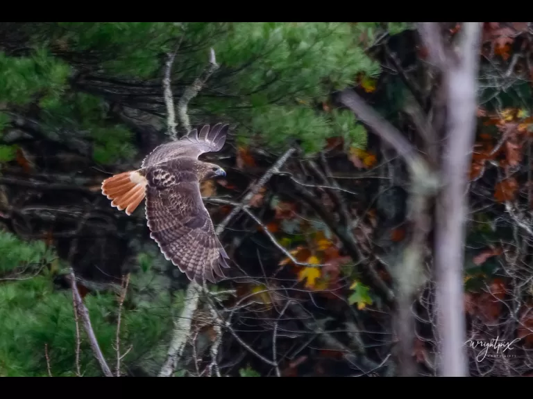 A red-tailed hawk at MacCallum Wildlife Management Area in Westborough, photographed by Nancy Wright.