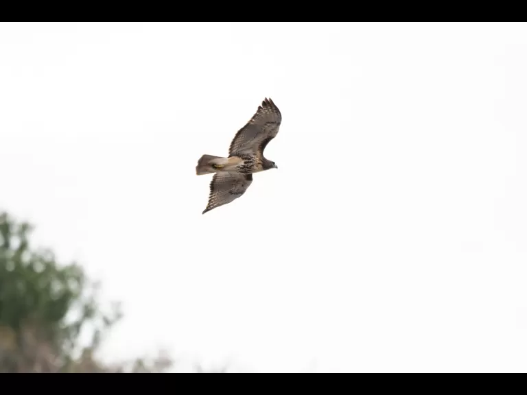 A red-tailed hawk at MacCallum Wildlife Management Area in Westborough, photographed by Nancy Wright.