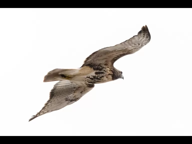 A red-tailed hawk at MacCallum Wildlife Management Area in Westborough, photographed by Nancy Wright.