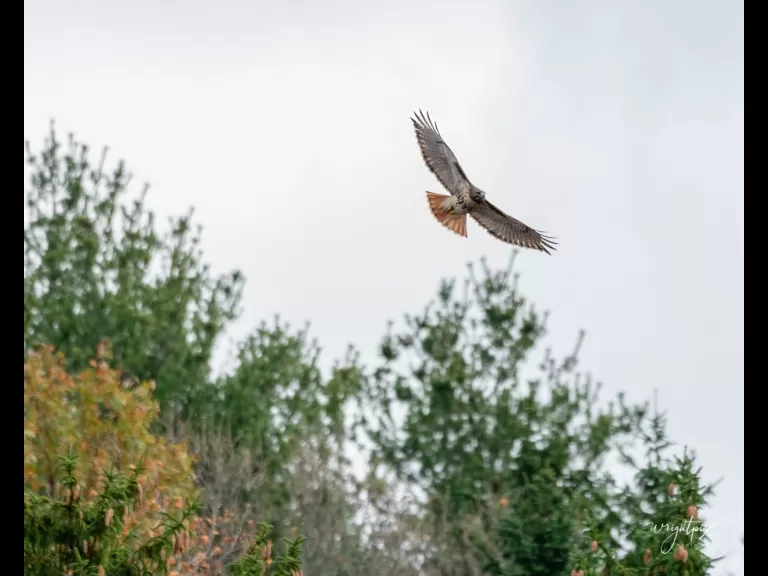 A red-tailed hawk at MacCallum Wildlife Management Area in Westborough, photographed by Nancy Wright.