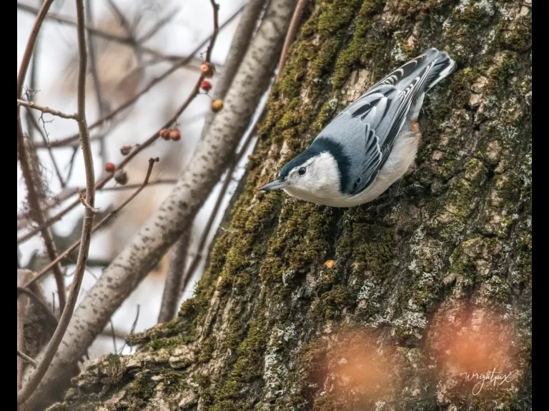 A white-breasted nuthatch at MacCallum Wildlife Management Area in Westborough, photographed by Nancy Wright.