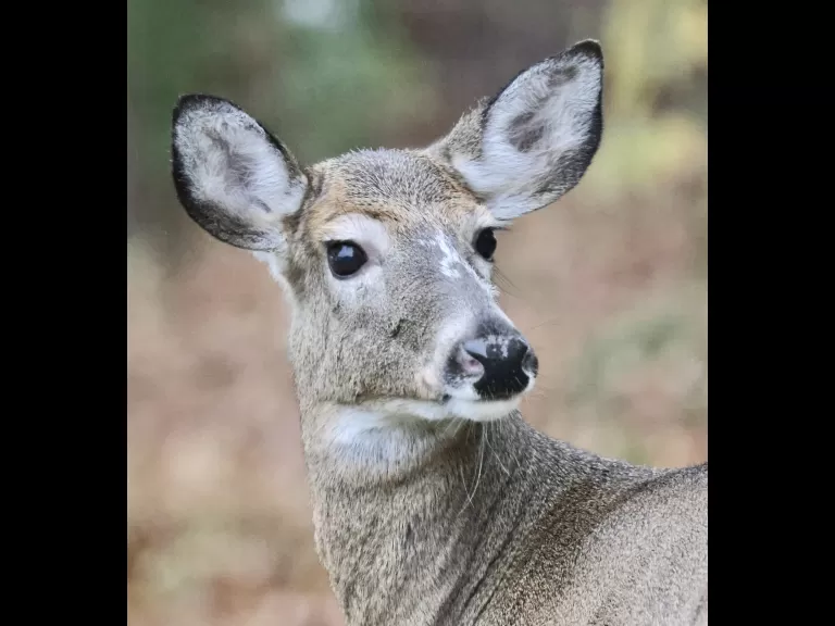 A white-tailed deer in Framingham, photographed by Steve Forman.