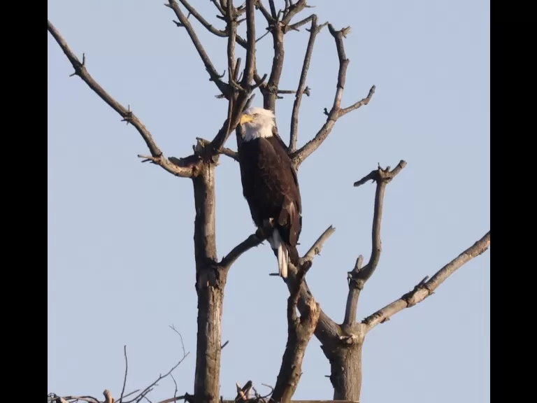 A bald eagle at the Sudbury Reservoir in Southborough, photographed by Steve Forman.