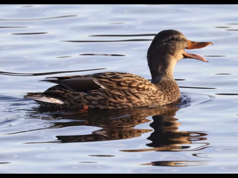 A mallard at Hager Pond in Marlborough, photographed by Steve Forman.