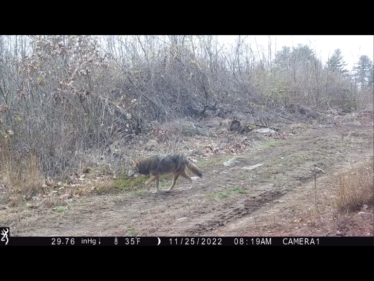 A coyote in Stow, photographed with an automatically triggered wildlife camera by Steve Cumming.