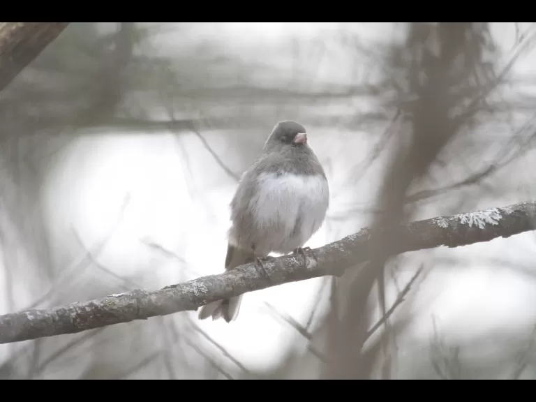 A dark-eyed junco at SVT's Upper Mill Brook Conservation Area in Wayland, photographed by Gail Sartori.