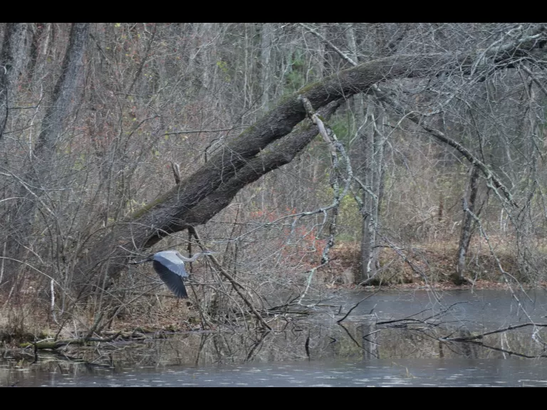 A great blue heron at SVT's Upper Mill Brook Conservation Area in Wayland, photographed by Gail Sartori.