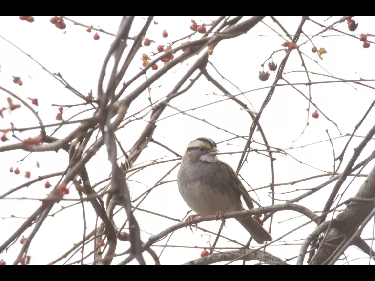 A white-throated sparrow at SVT's Upper Mill Brook Conservation Area in Wayland, photographed by Gail Sartori.