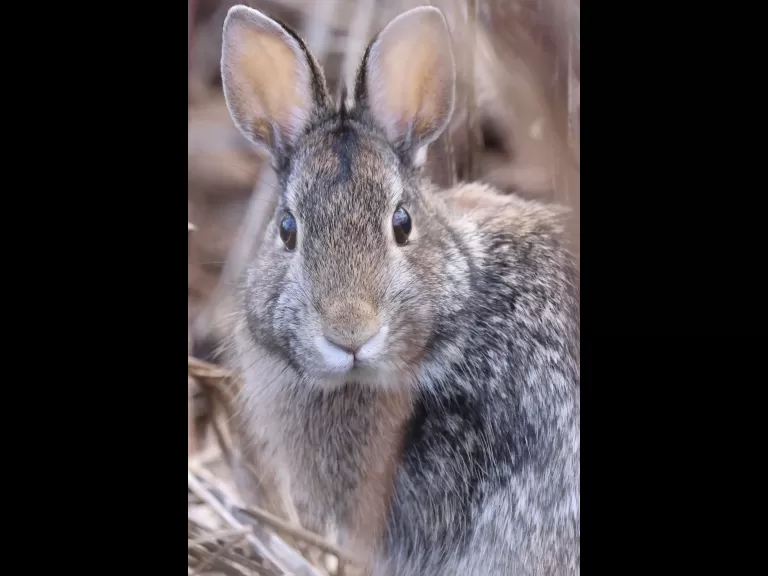 A cotton-tailed rabbit at Breakneck Hill Conservation Land in Southborough, photographed by Steve Forman.