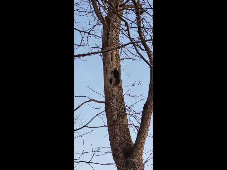 A melanistic gray squirrel along the Bruce Freeman Rail Trail in Concord, photographed by William Watt.