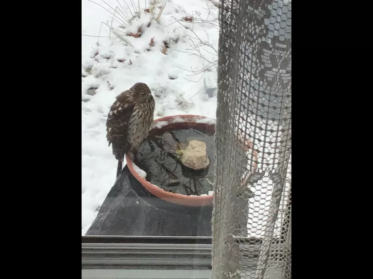 A Cooper's hawk in Framingham, photographed by Zack Nolte.