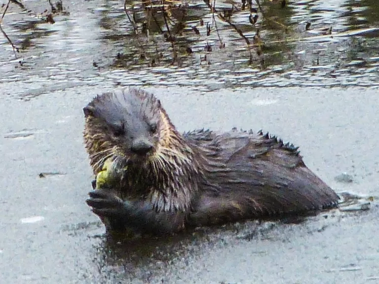 A river otter with a fish on the Sudbury River in Concord, photographed by Terri Ackerman.