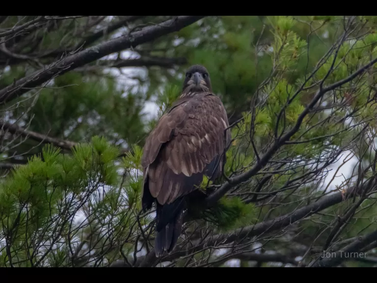 A bald eagle in Harvard, photographed by Jon Turner.