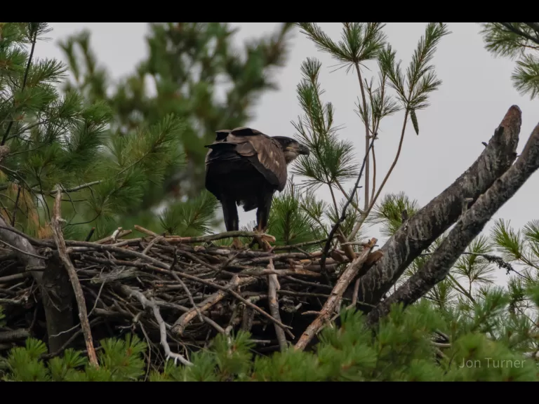 A bald eagle in Harvard, photographed by Jon Turner.
