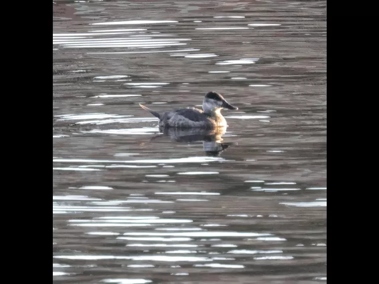 A ruddy duck at the Sudbury Reservoir in Southborough, photographed by Steve Forman.