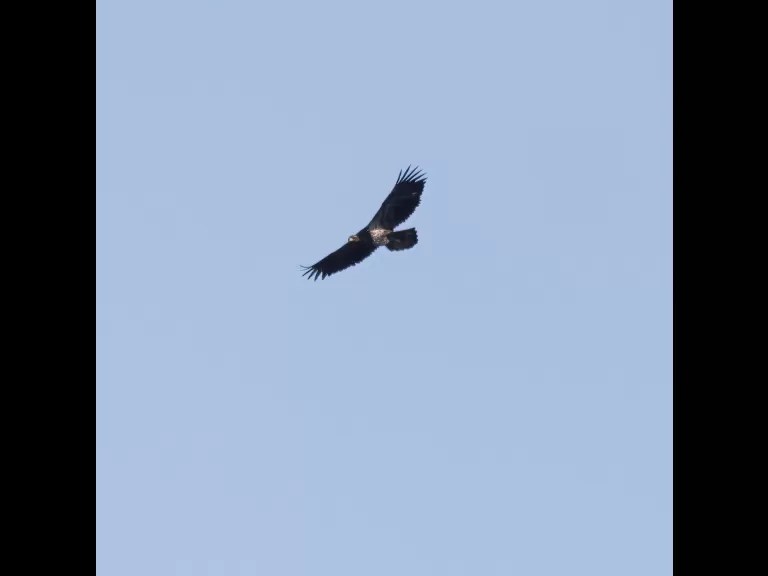 A bald eagle over Hager Pond in Marlborough, photographed by Steve Forman.