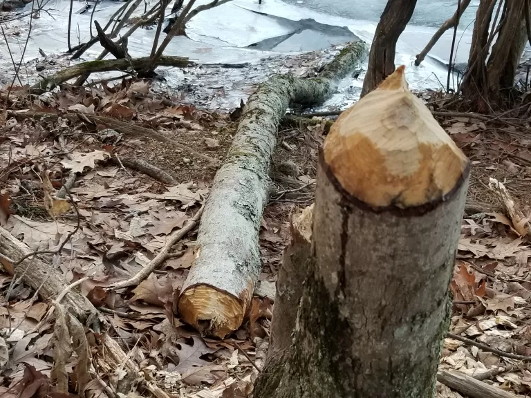 A tree chewed by a beaver at the Town of Sudbury's Haynes Meadow Conservation Land, photographed by Liz Hanna.