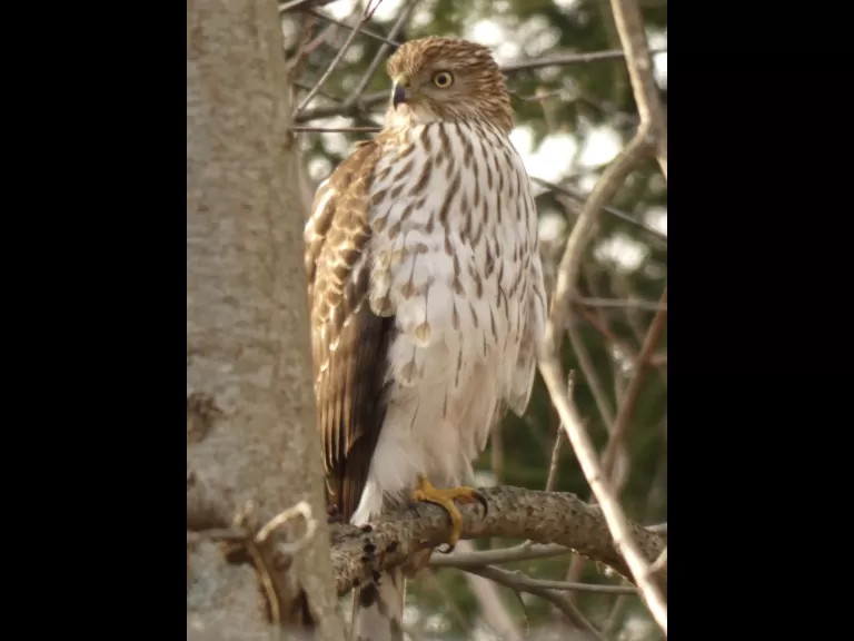 A Cooper's hawk in Sudbury, photographed by Sharon Tentarelli.
