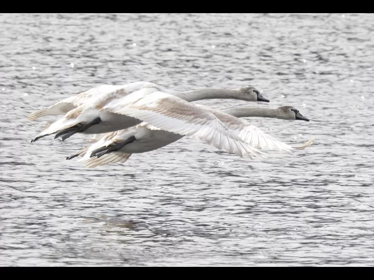 A mute swan at Hager Pond in Marlborough, photographed by Steve Forman.