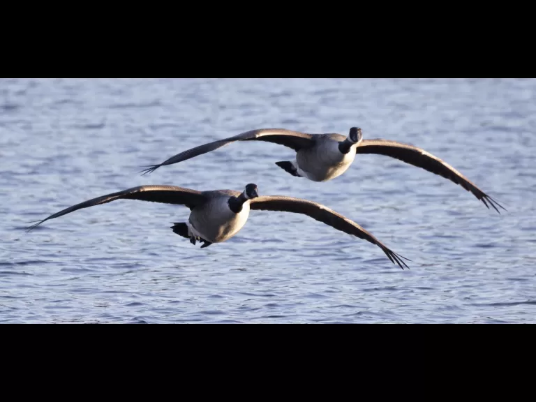 Canada geese at Hager Pond in Marlborough, photographed by Steve Forman.