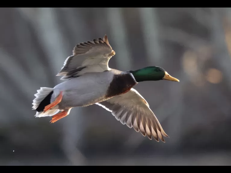 A mallard at Hager Pond in Marlborough, photographed by Steve Forman.
