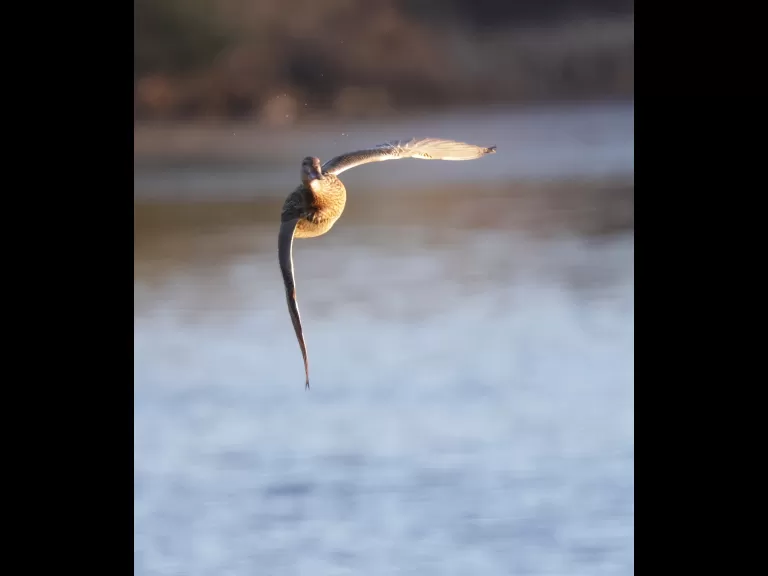 A mallard at Hager Pond in Marlborough, photographed by Steve Forman.